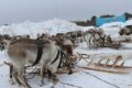 15 марта 2025 года состоялся народный праздник — «День рыбака и оленевода»