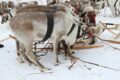 15 марта 2025 — народный праздник — «День рыбака и оленевода»